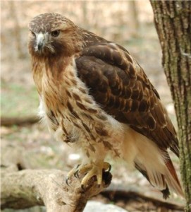 RedtailHawk